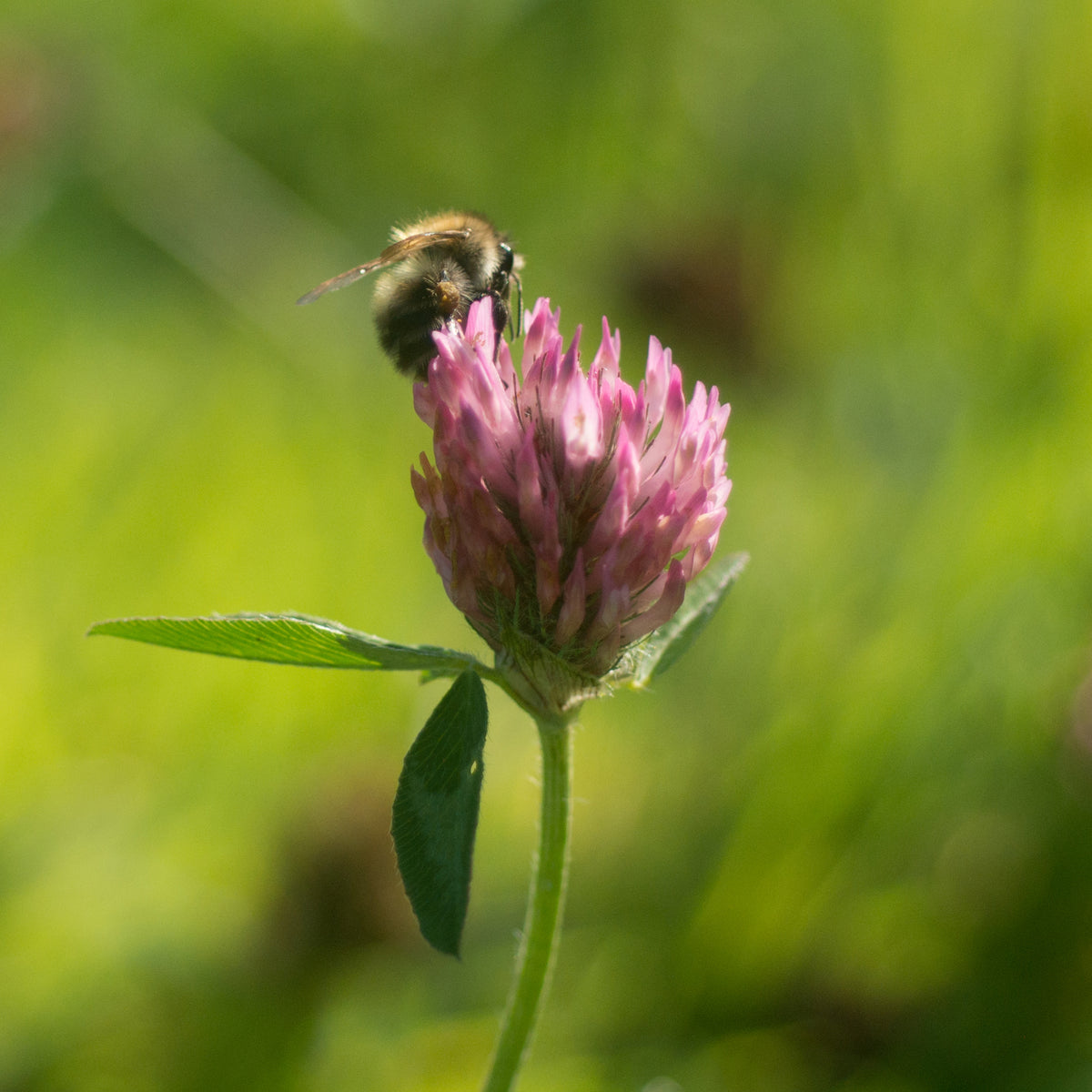 HERB PLANT SHOP Herb Heaven Devon