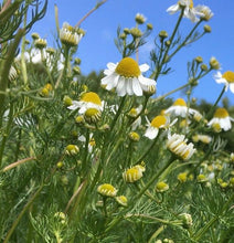 Load image into Gallery viewer, Chamomile & Lavender Herbal Tea-Jar Herbal Tea Herb Heaven Devon