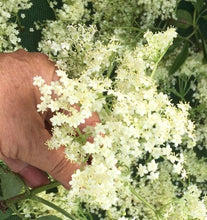 Load image into Gallery viewer, Elderflower, Elderberry & Hibiscus Herbal tea Herbal Tea Herb Heaven Devon