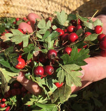Load image into Gallery viewer, Hawthorn Herbal Tea-Jar Herbal Tea Herb Heaven Devon