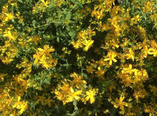 Load image into Gallery viewer, St John's Wort Herbal Tea Herbal Tea Herb Heaven Devon